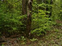 Bjerkandera adusta image