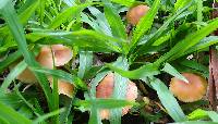 Marasmius oreades image