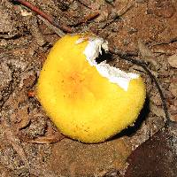 Russula flavida image