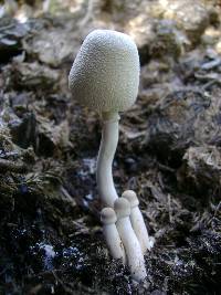 Leucocoprinus cepistipes image