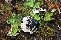 Peltigera aphthosa image