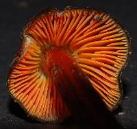 Hygrocybe astatogala image