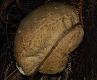 Calvatia craniiformis image