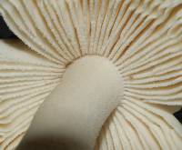 Amanita nehuta image