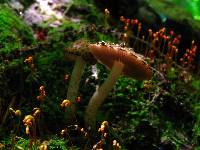 Psathyrella propinqua image