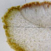 Collema coccophorum image