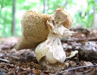 Xanthoconium affine image