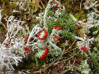 Cladonia bellidiflora image