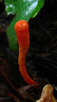 Cordyceps militaris image