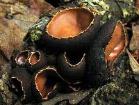 Galiella rufa image