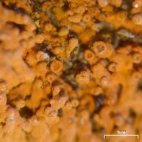 Xanthoria elegans image