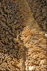 Cerrena unicolor image