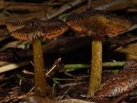 Hygrocybe astatogala image