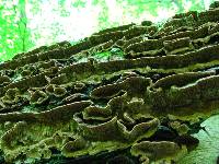 Fuscocerrena portoricensis image