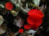 Sarcoscypha occidentalis image