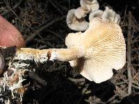 Clitocybe albirhiza image