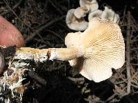 Clitocybe albirhiza image