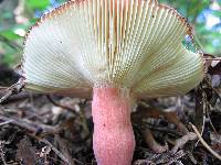 Russula mariae image