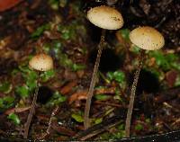 Mycena amicta image