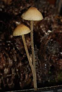 Mycena amicta image