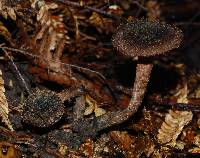 Inocybe calamistratoides image