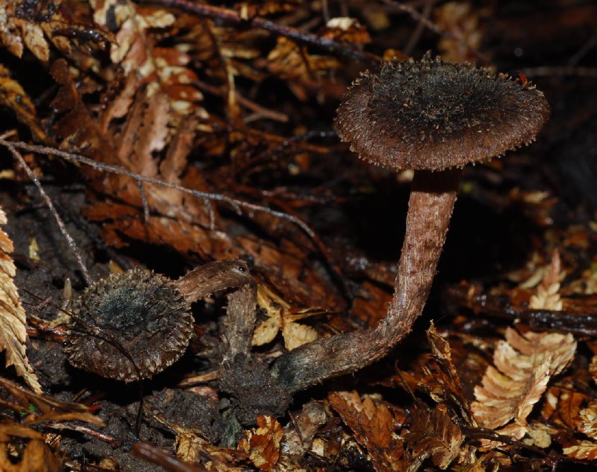 Inocybe calamistratoides image