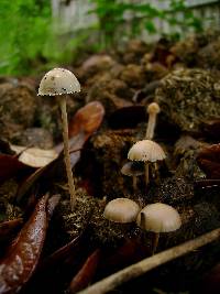 Psilocybe coprophila image