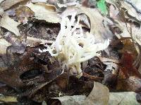 Ramariopsis kunzei image