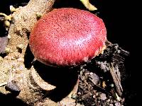 Gymnopilus luteofolius image