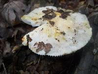 Russula pectinatoides image