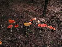 Amanita muscaria var. muscaria image