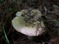 Russula cyanoxantha image