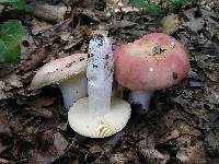 Russula decipiens image