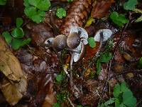 Mycena maculata image