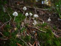 Mycena metata image