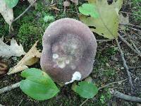 Russula variata image