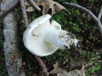 Russula albonigra image