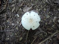 Amanita albocreata image