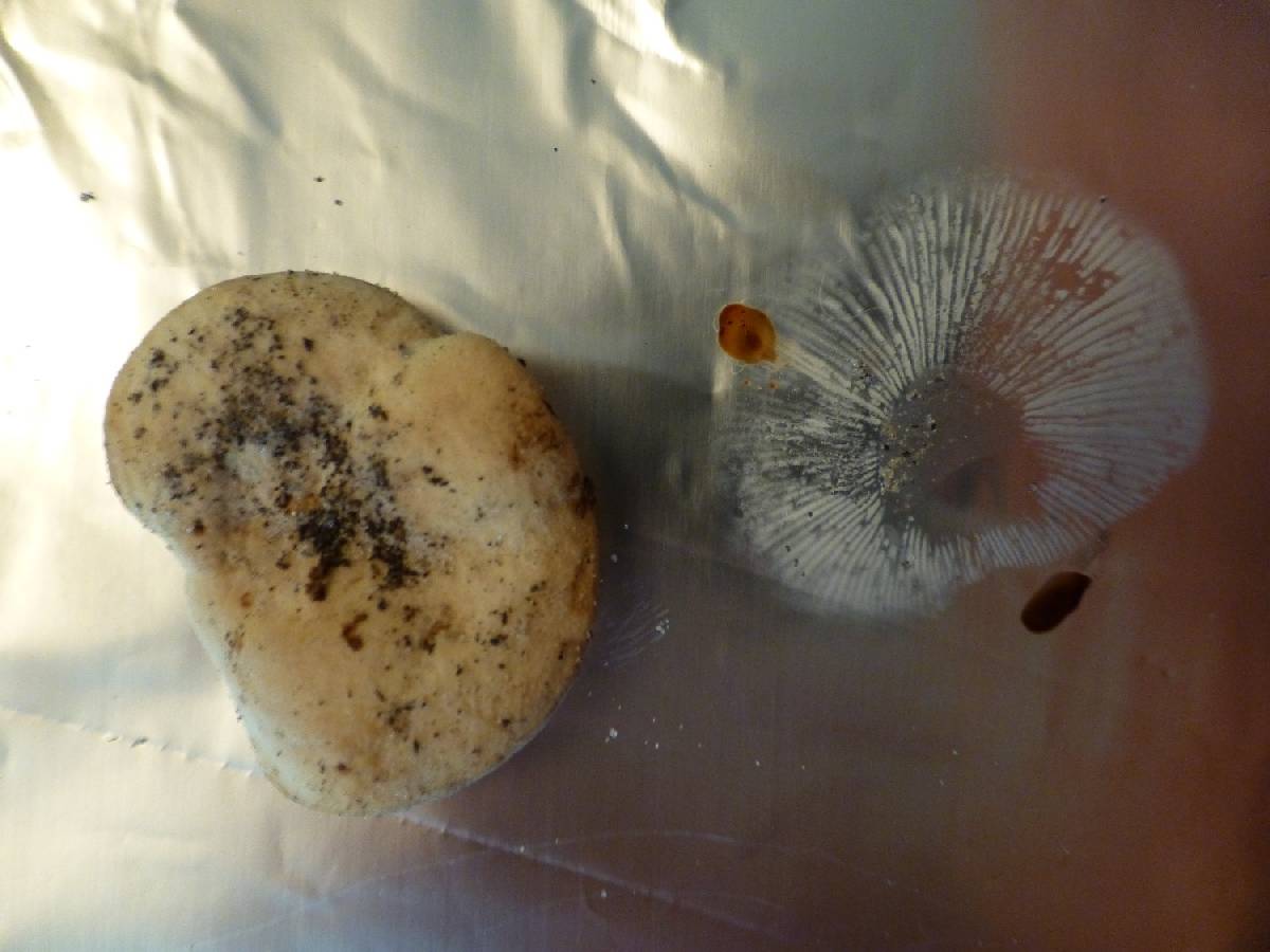 Lactarius subvellereus var. subdistans image