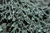 Ramalina intermedia image