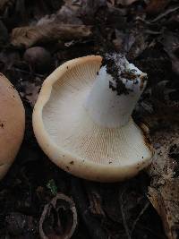 Lactarius allardii image