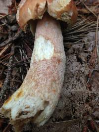 Boletus subcaerulescens image