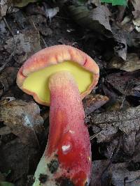 Baorangia bicolor image