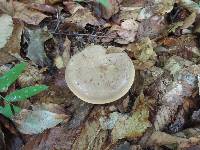 Lactarius argillaceifolius image