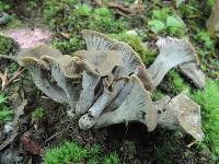 Craterellus foetidus image