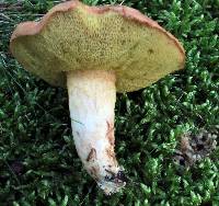 Boletus illudens image