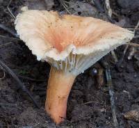 Lactarius hygrophoroides image