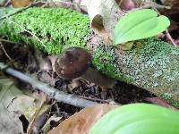 Lactarius lignyotus image