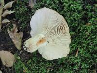 Russula densifolia image