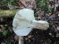 Russula albonigra image